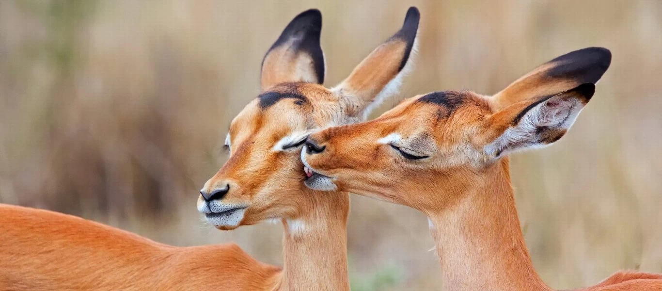 Βίντεο: Ιμπάλα νικά κροκόδειλο αλλά το κατασπαράζουν δεκάδες ύαινες